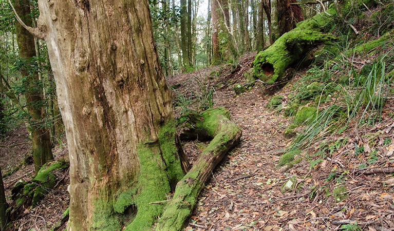 Woodland along Gloucester Falls walking track, Barrington Tops National Park. Photo: John Spencer/NSW Government