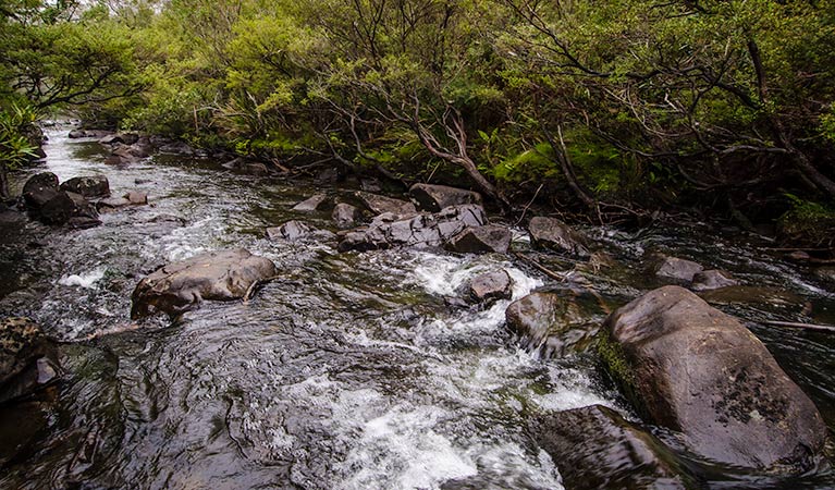 Gloucester River track, Barrington Tops National Park. Photo: John Spencer