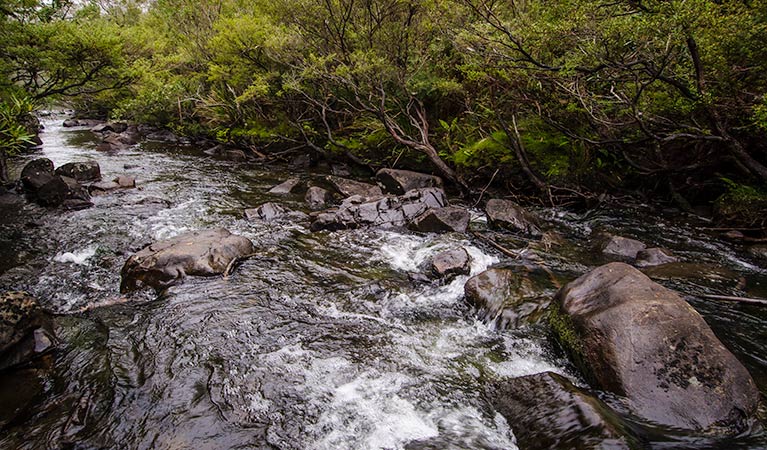 Gloucester River track, Barrington Tops National Park. Photo: John Spencer