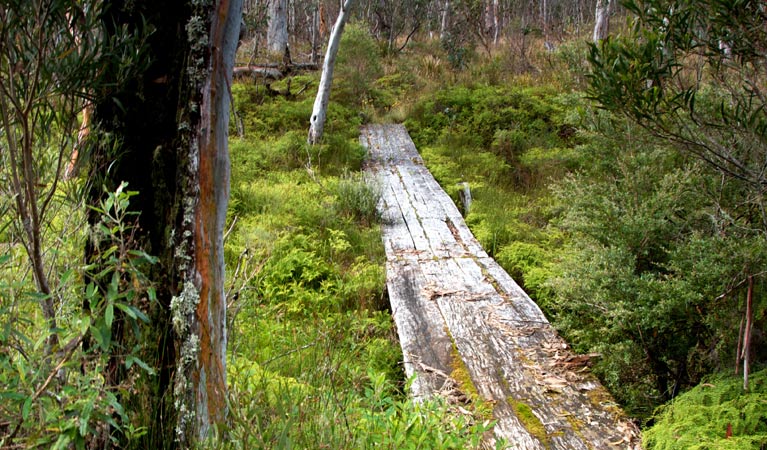 Gloucester Tops circuit, Barrington Tops National Park. Photo: John Spencer &copy; OEH