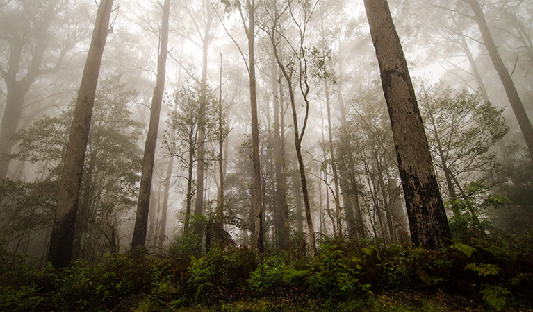 River walking track, Barrington Tops National Park. Photo: John Spencer &copy; OEH