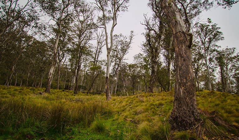 Gummi Falls campground, Barrington Tops State Conservation Area. Photo: John Spencer/NSW Government