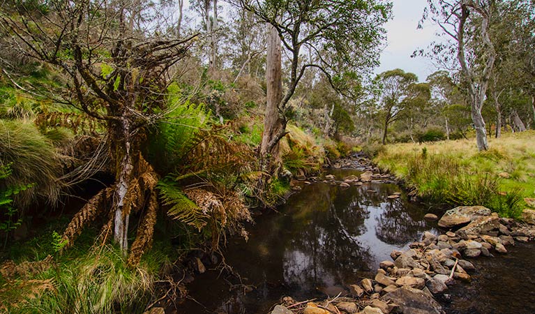 Gummi Falls campground, Barrington Tops State Conservation Area. Photo: John Spencer/NSW Government