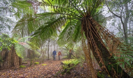 Two people walking along Honeysuckle Forest track in Barrington Tops National Park. Photo: John Spencer &copy; DCCEEW