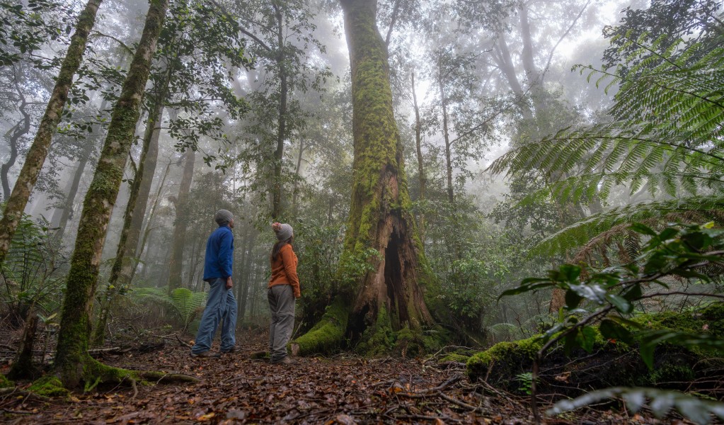 Two people looking up into the tree canopy along Honeysuckle Forest track in Barrington Tops National Park. Photo: John Spencer &copy; DCCEEW