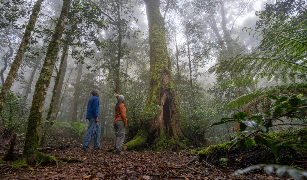 Honeysuckle Forest track, Barrington Tops National Park. Photo: John Spencer &copy; OEH