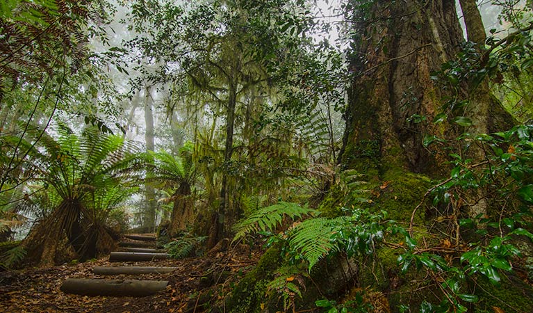 Honeysuckle Forest track, Barrington Tops National Park. Photo: John Spencer &copy; OEH