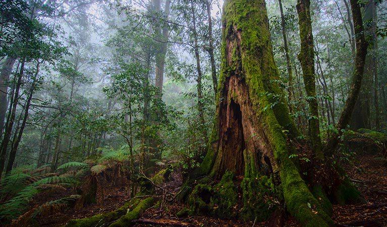 Honeysuckle Forest track, Barrington Tops National Park. Photo: John Spencer &copy; OEH