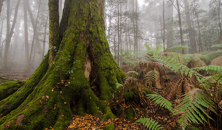 Tree roots and plants in Honeysuckle picnic area, Barrington Tops National Park. Photo: John Spencer/NSW Government