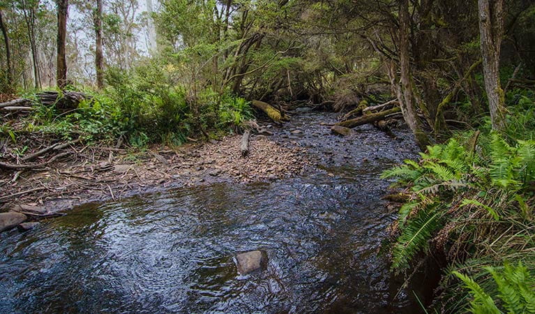 Horse Swamp campground, Barrington Tops State Conservation Area. Photo: John Spencer/NSW Government