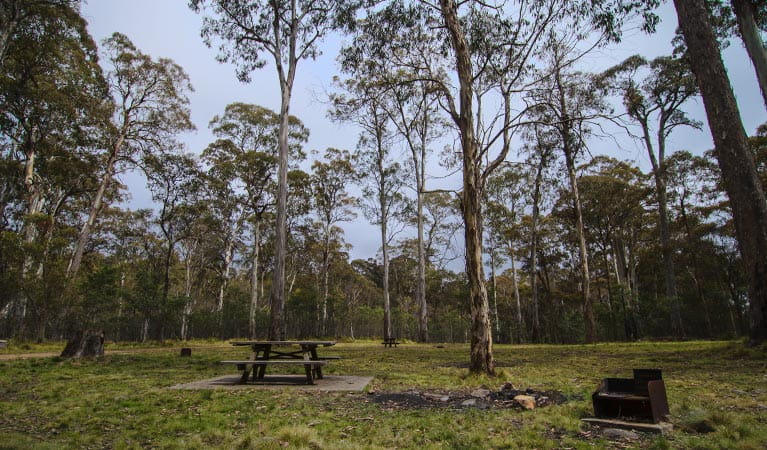 Horse Swamp campground, Barrington Tops State Conservation Area. Photo: John Spencer/NSW Government