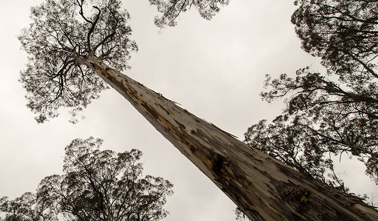 Horse Swamp campground, Barrington Tops State Conservation Area. Photo: John Spencer/NSW Government