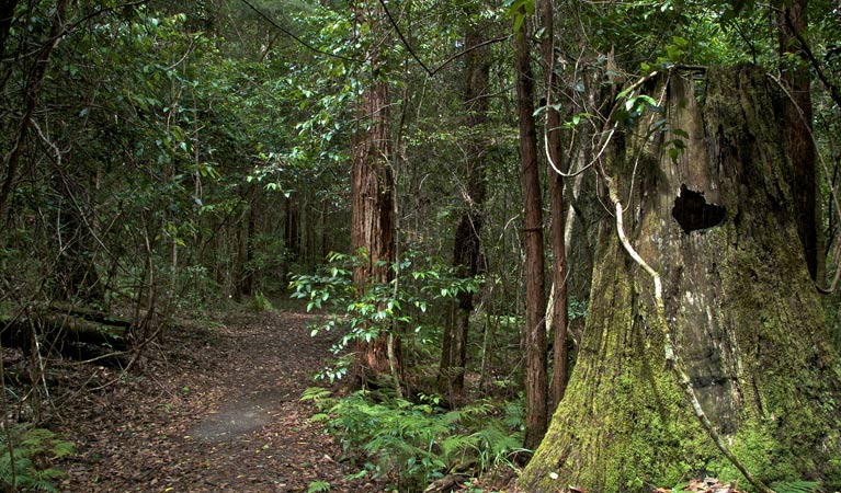 Jerusalem Creek trail, Barrington Tops National Park. Photo: John Spencer &copy; OEH