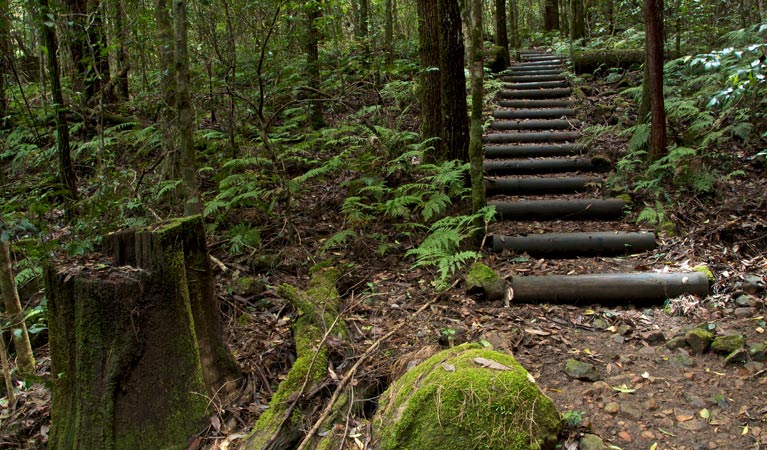 Jerusalem Creek trail, Barrington Tops National Park. Photo: John Spencer &copy; OEH