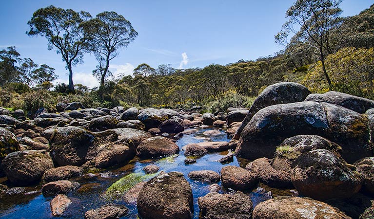 Junction Pools campground, Barrington Tops National Park. Photo: John Spencer/NSW Government