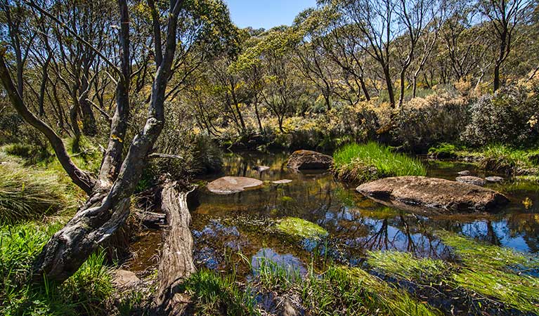 Junction Pools campground, Barrington Tops National Park. Photo: John Spencer/NSW Government