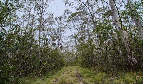 Link trail, Barrington Tops National Park. Photo: John Spencer &copy; OEH