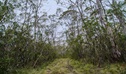 Link trail, Barrington Tops National Park. Photo: John Spencer &copy; OEH