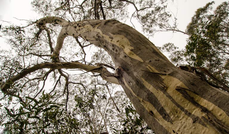 Link trail, Barrington Tops National Park. Photo: John Spencer &copy; OEH