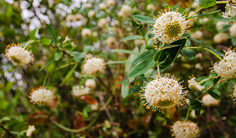 Link trail, Barrington Tops National Park. Photo: John Spencer &copy; OEH