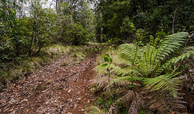 Link trail, Barrington Tops National Park. Photo: John Spencer &copy; OEH