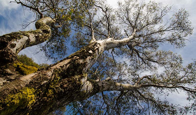 Little Murray campground, Barrington Tops National Park. Photo: John Spencer/NSW Government