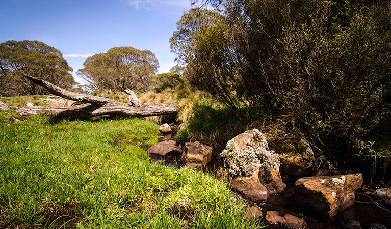 Little Murray campground, Barrington Tops National Park. Photo: John Spencer/NSW Government