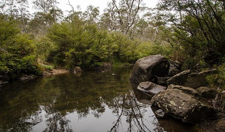 Mountaineer trail, Barrington Tops National Park. Photo: John Spencer &copy; OEH