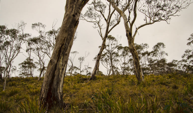 Mountaineer trail, Barrington Tops National Park. Photo: John Spencer &copy; OEH