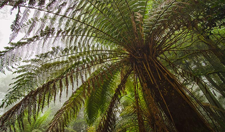 Mountaineer trail, Barrington Tops National Park. Photo: John Spencer &copy; OEH