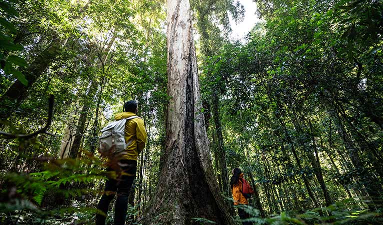 A couple look up at tall rainforest trees in Barrington Tops. Photo: Robert Mulally/OEH