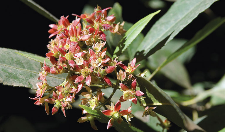 Coachwood flower. Photo: Michael van Ewijk