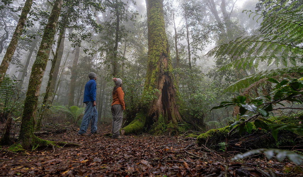 2 people looking up at the canopy of Antarctic beech forest and thickets of soft tree fern along Honeysuckle Forest track, Barrington Tops National Park. Credit: John Spencer/DCCEEW  © DCCEEW