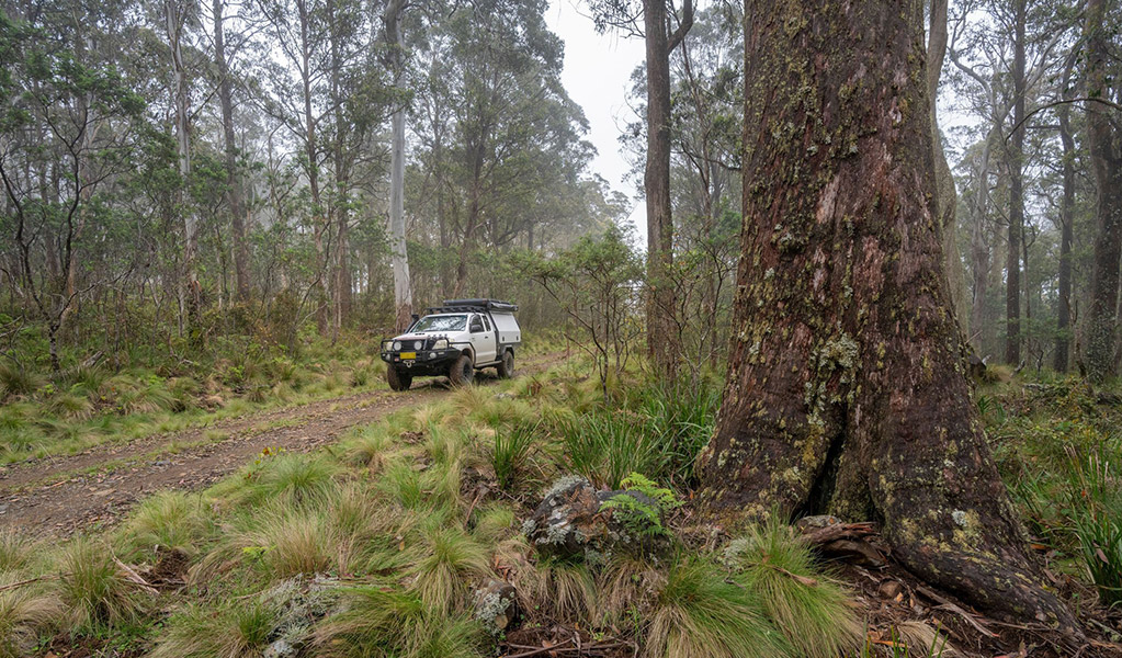  A 4WD driving on a trail surrounded by forest in Barrington Tops National Park. Credit: John Spencer/DCCEEW  © DCCEEW