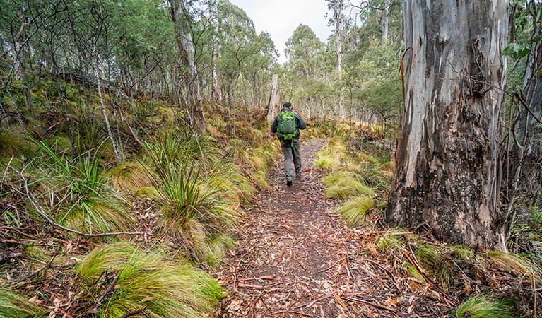 A man with a backpack walking along Polblue Falls walk in Barrington Tops State Conservation Area. John Spencer &copy; OEH
