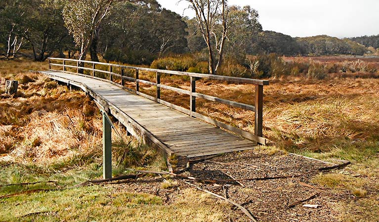 Polblue Swamp Track, Barrington Tops National Park. Photo © Peter Beard