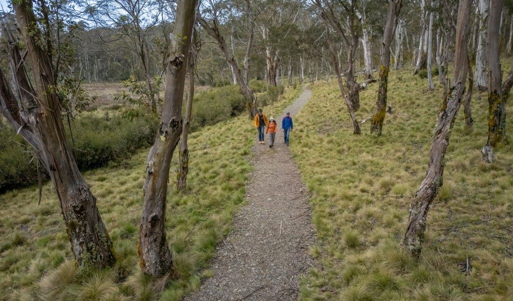 A group of hikers walking on a path between tall gum trees on Polblue Swamp track in Barrington Tops National Park. Photo: John Spencer &copy; DCCEEW