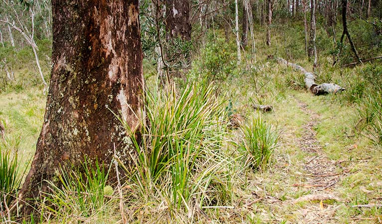 River walking track, Barrington Tops National Park. Photo: John Spencer &copy; OEH