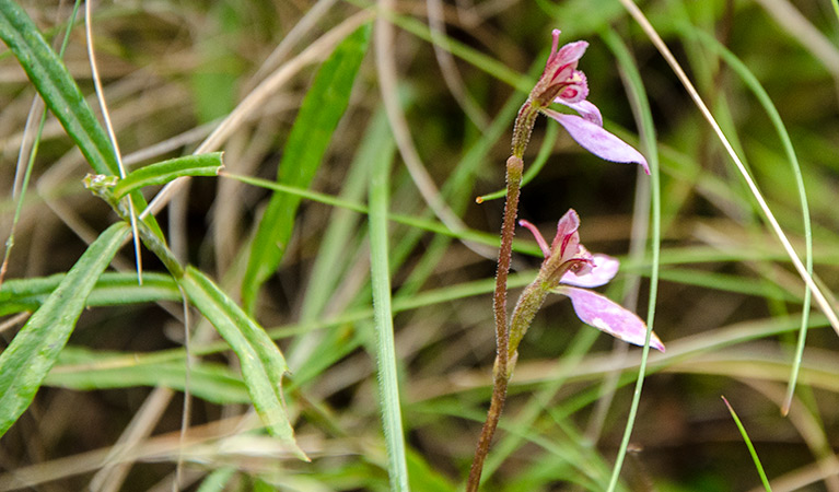 Bunny orchid along River walking track, Barrington Tops National Park. Photo: John Spencer &copy; OEH