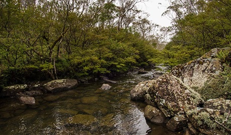 River walking track, Barrington Tops National Park. Photo: John Spencer &copy; OEH