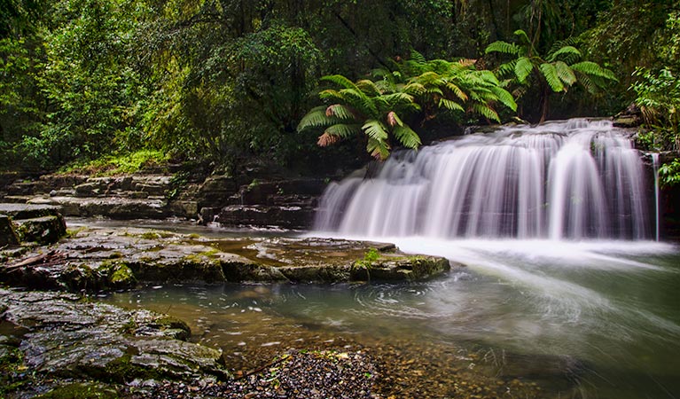 Rocky Crossing walking track, Barrington Tops National Park. Photo: John Spencer &copy; DCCEEW