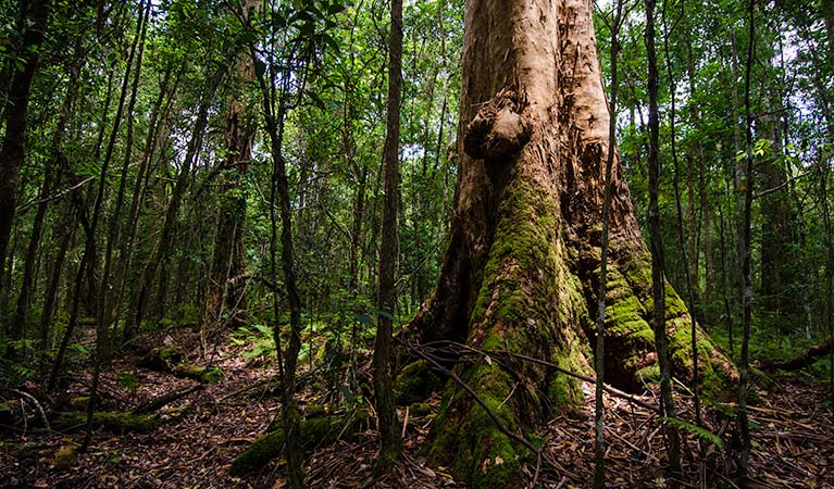 Rocky Crossing, Barrington Tops National Park. Photo: John Spencer
