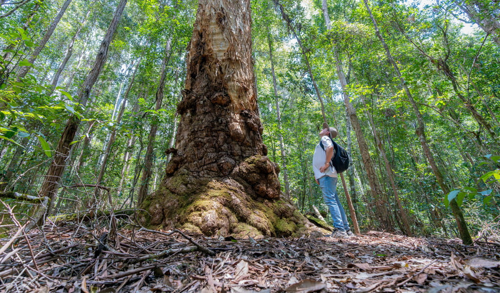 Looking at the trunk of a large eucalypt, Rocky Crossing walking track, Barrington Tops National Park. Photo: John Spencer, &copy; DCCEEW