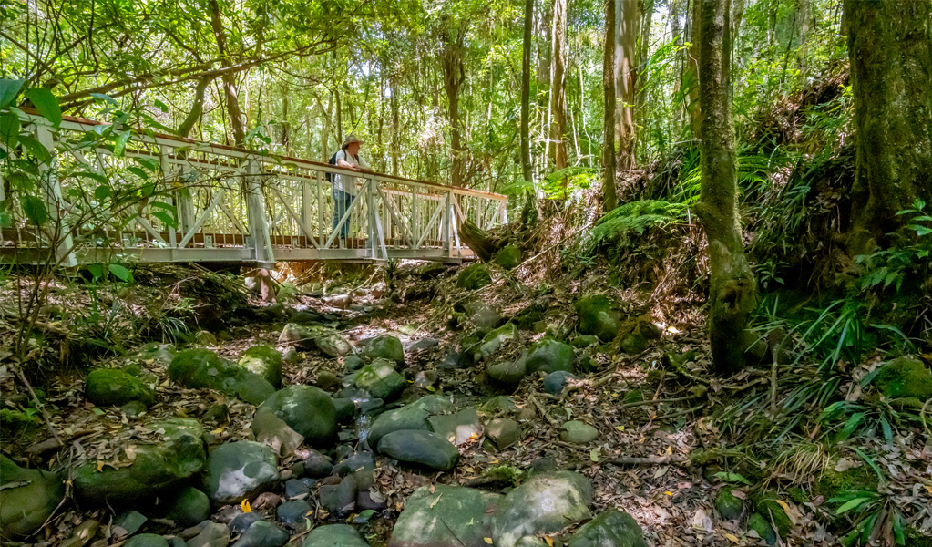 Bridge across Rocky Crossing walking track, Barrington Tops National Park. Photo: John Spencer, &copy; DCCEEW