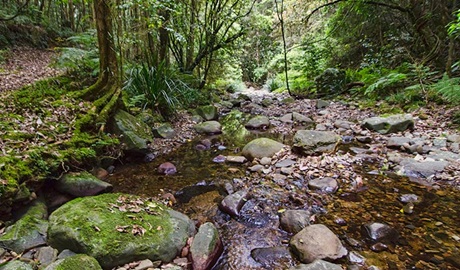 Sharpes Creek track, Barrington Tops National Park. Photo: John Spencer &copy; OEH