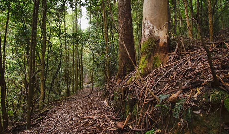 Sharpes Creek track, Barrington Tops National Park. Photo: John Spencer &copy; OEH