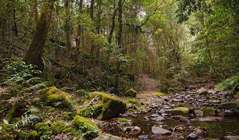 Sharpes Creek track, Barrington Tops National Park. Photo: John Spencer &copy; OEH