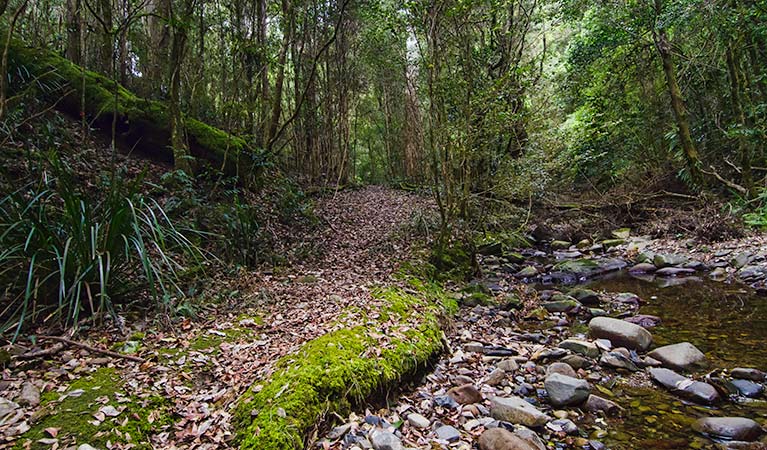 Sharps Creek track, Barrington Tops National Park. Photo: John Spencer &copy; OEH