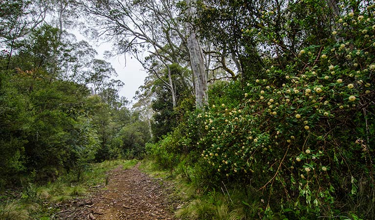 The Corker trail, Barrington Tops National Park. Photo: John Spencer/NSW Government