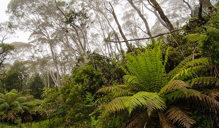 The Corker trail, Barrington Tops National Park. Photo: John Spencer/NSW Government